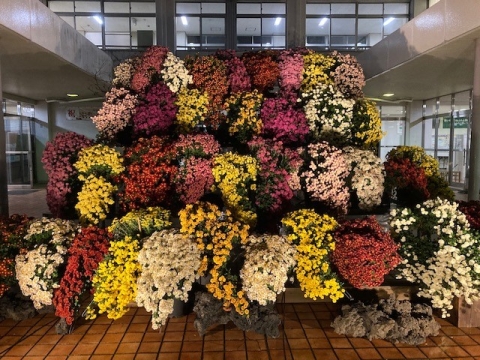 菊の懸崖（夜）