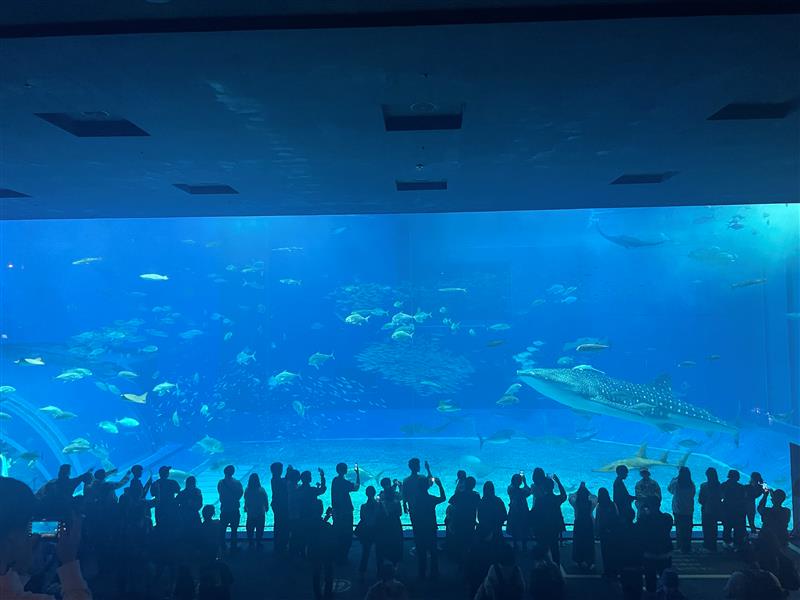 0118修学旅行3日目美ら海水族館ジンベエザメ