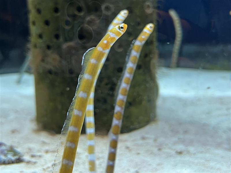 0118修学旅行3日目美ら海水族館チンアナゴ