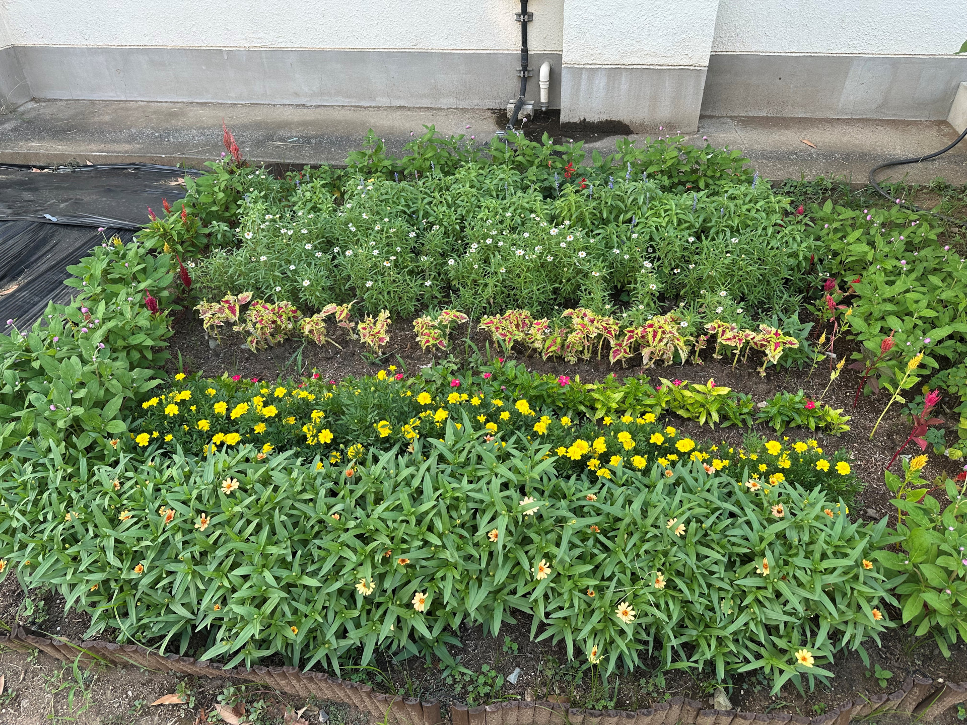 お花たち