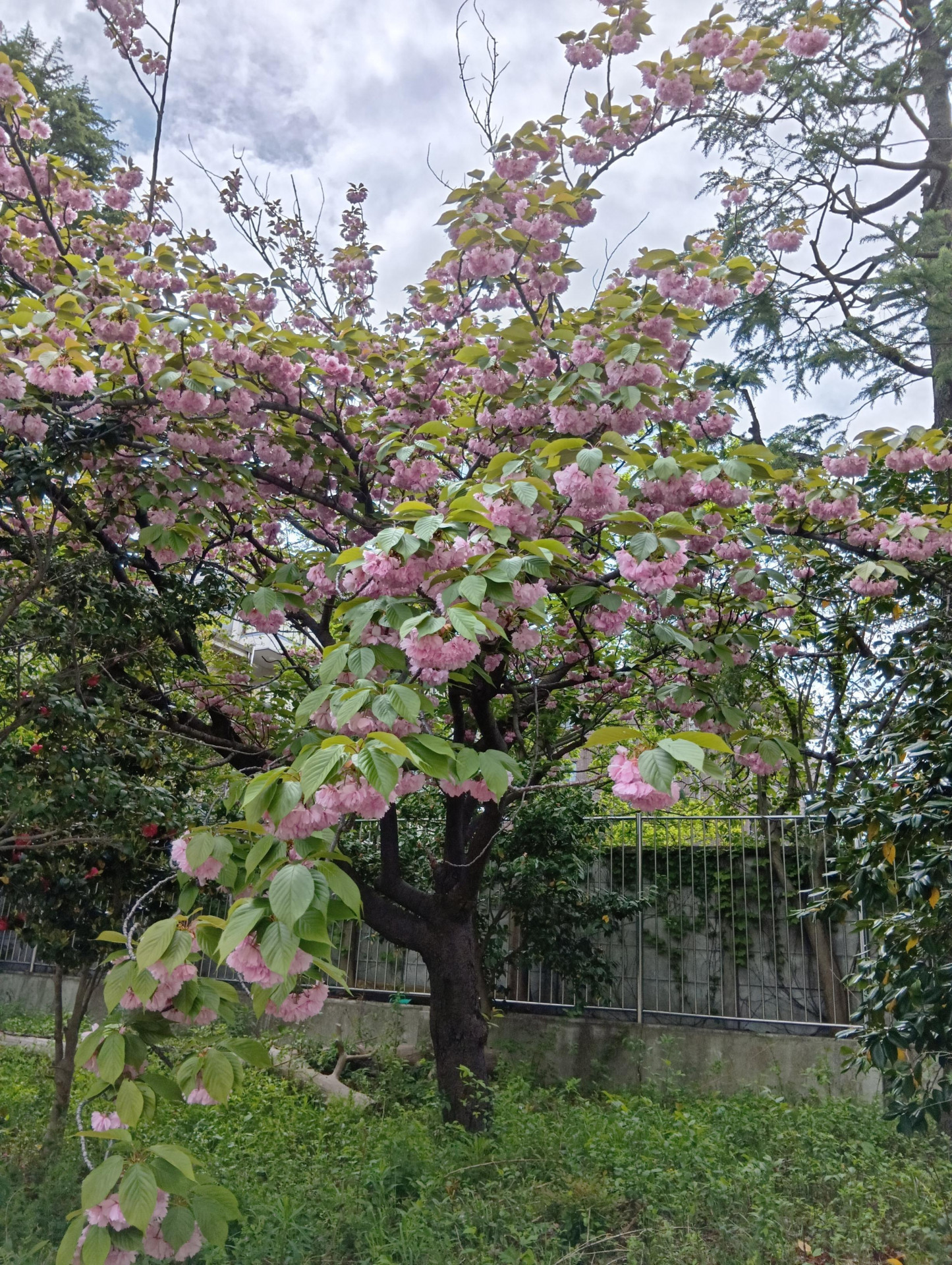 20260415八重桜1