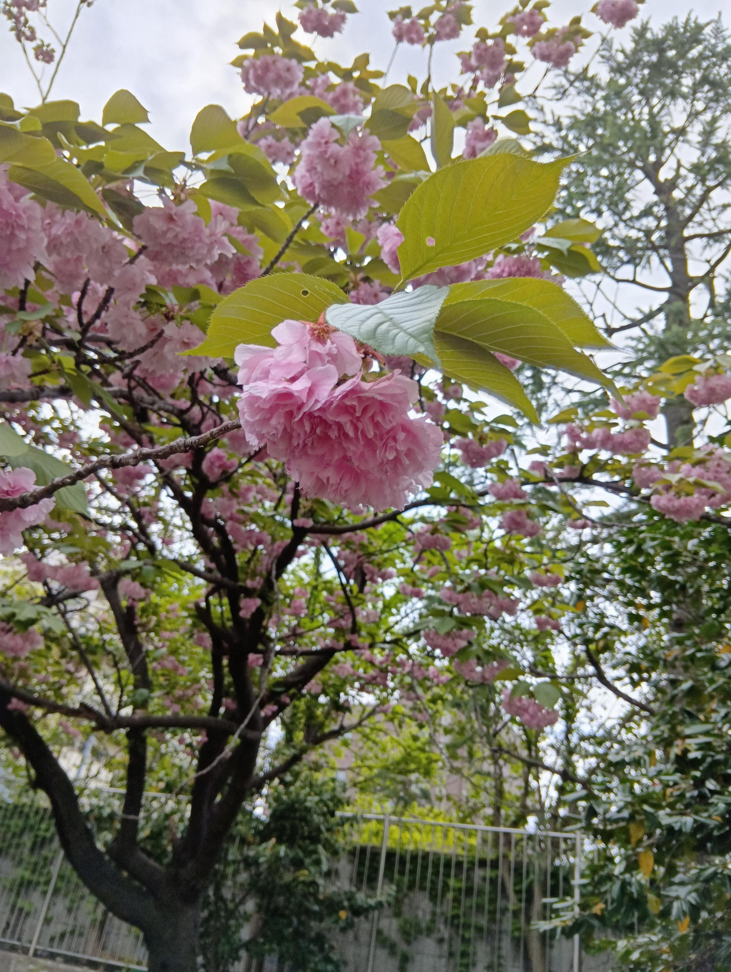 20260415八重桜2