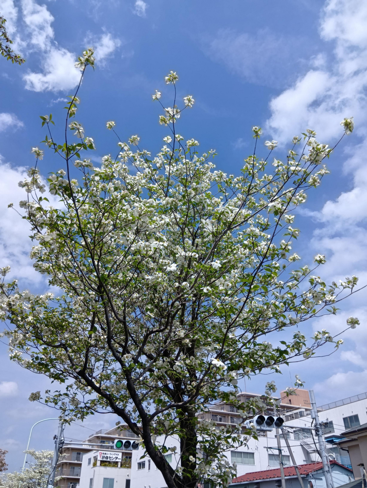 20260416ハナミズキ1