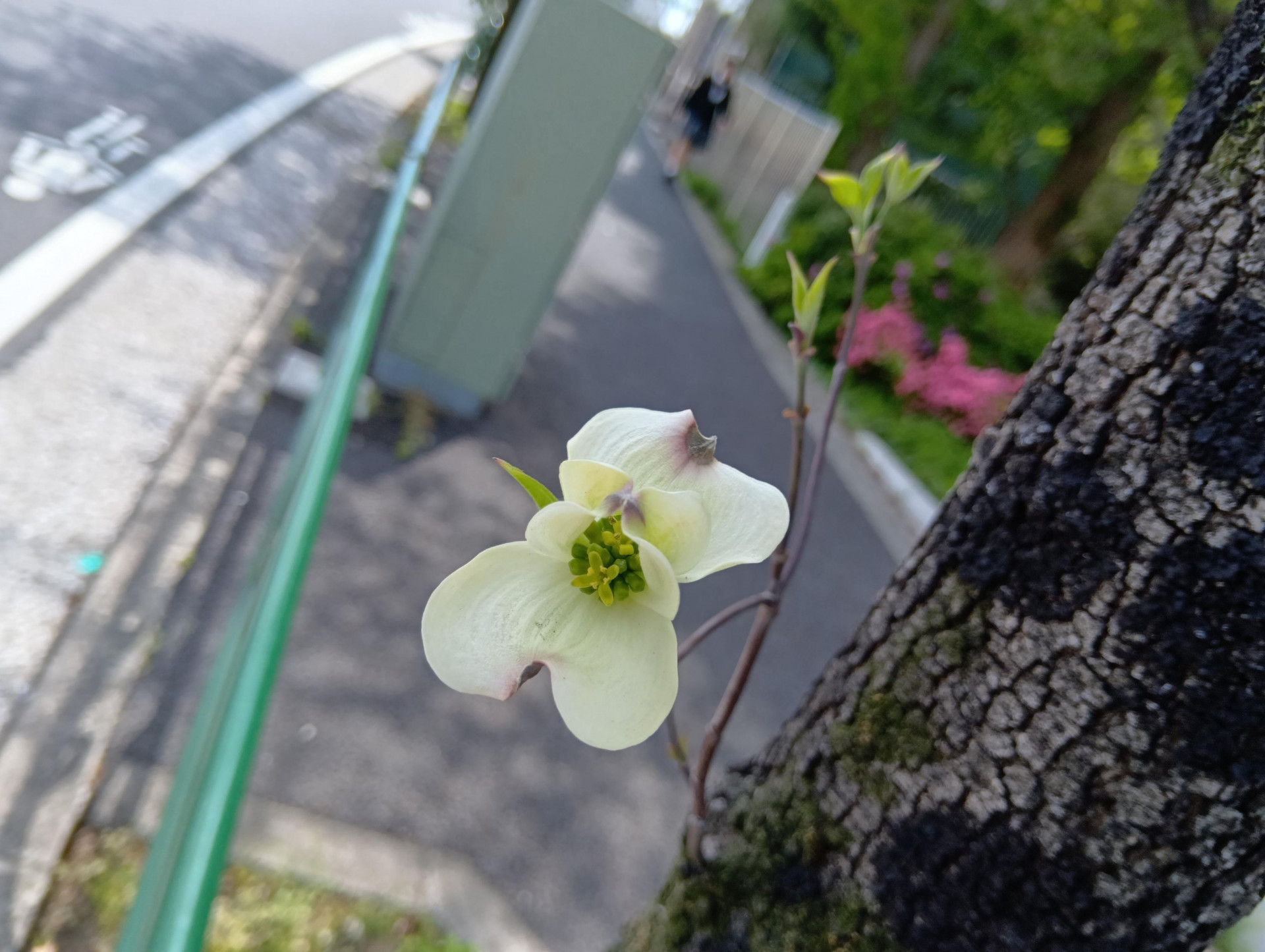 20260416ハナミズキ2