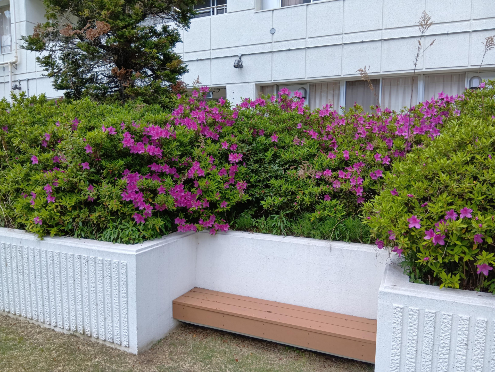 20260417中庭のツツジ