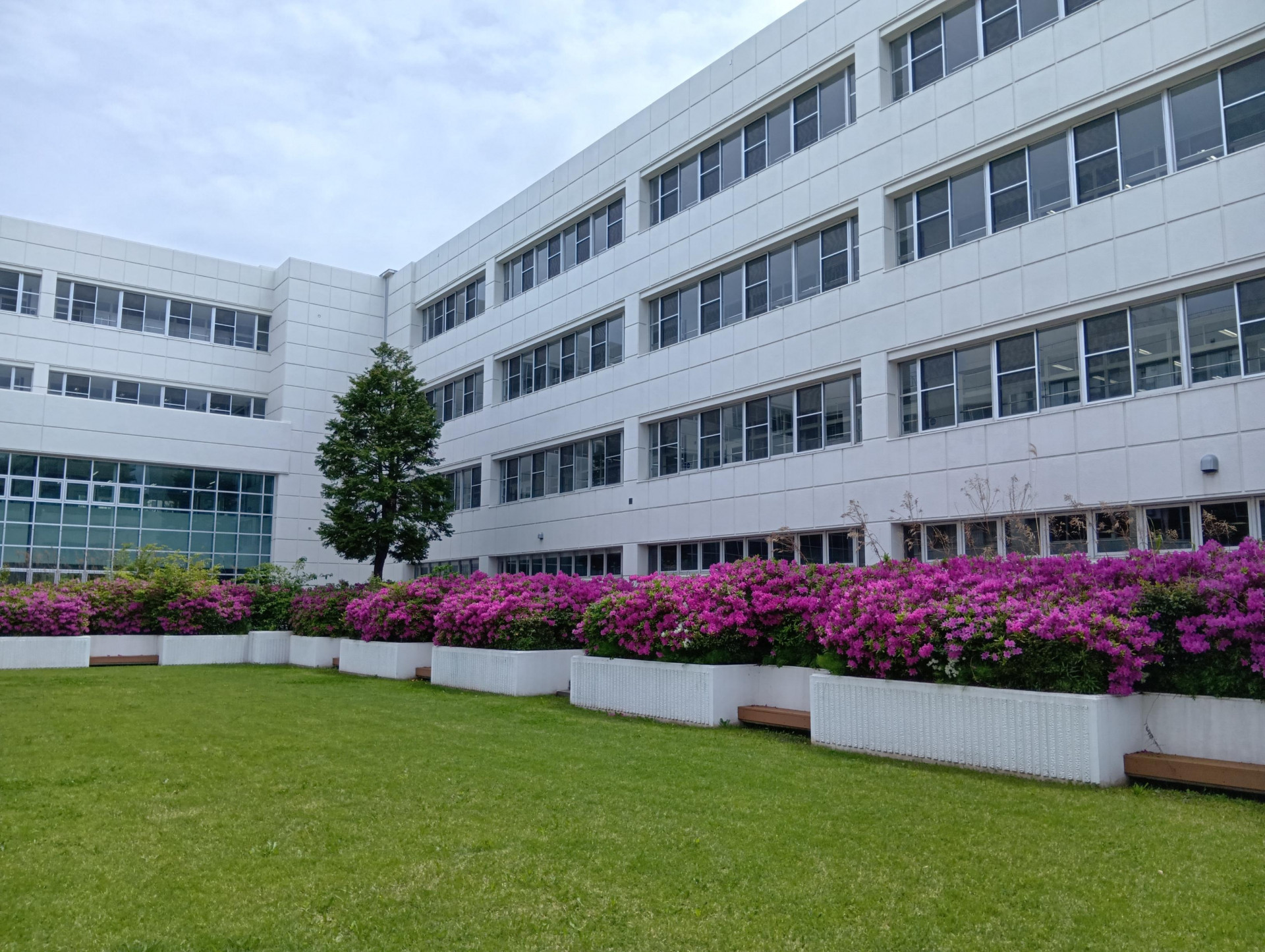 20260424中庭のツツジ