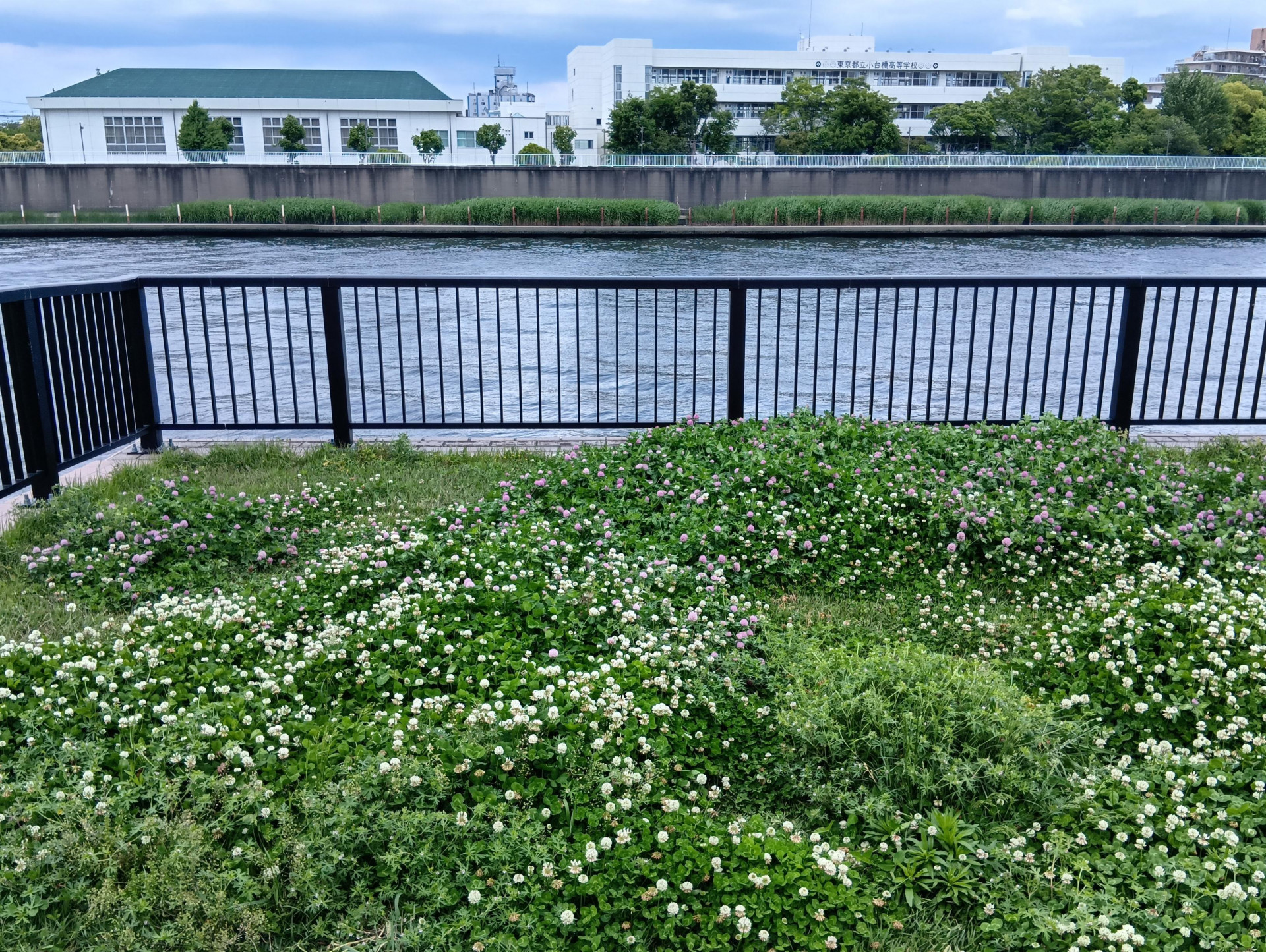 20260508隅田川沿いの草花1