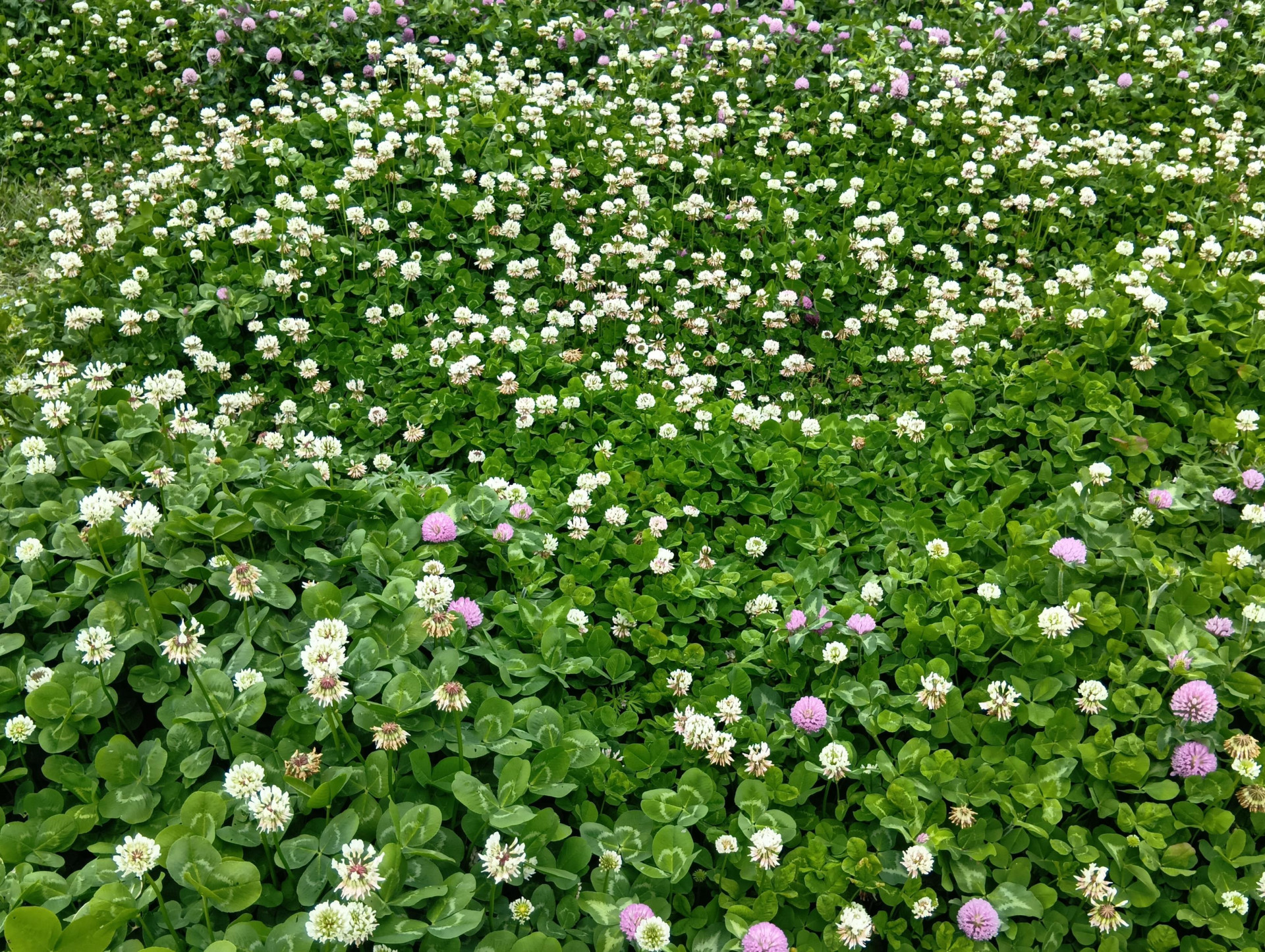 20260508隅田川沿いの草花2