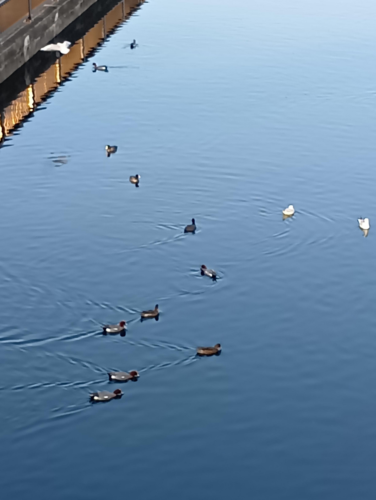 2026隅田川の水鳥1