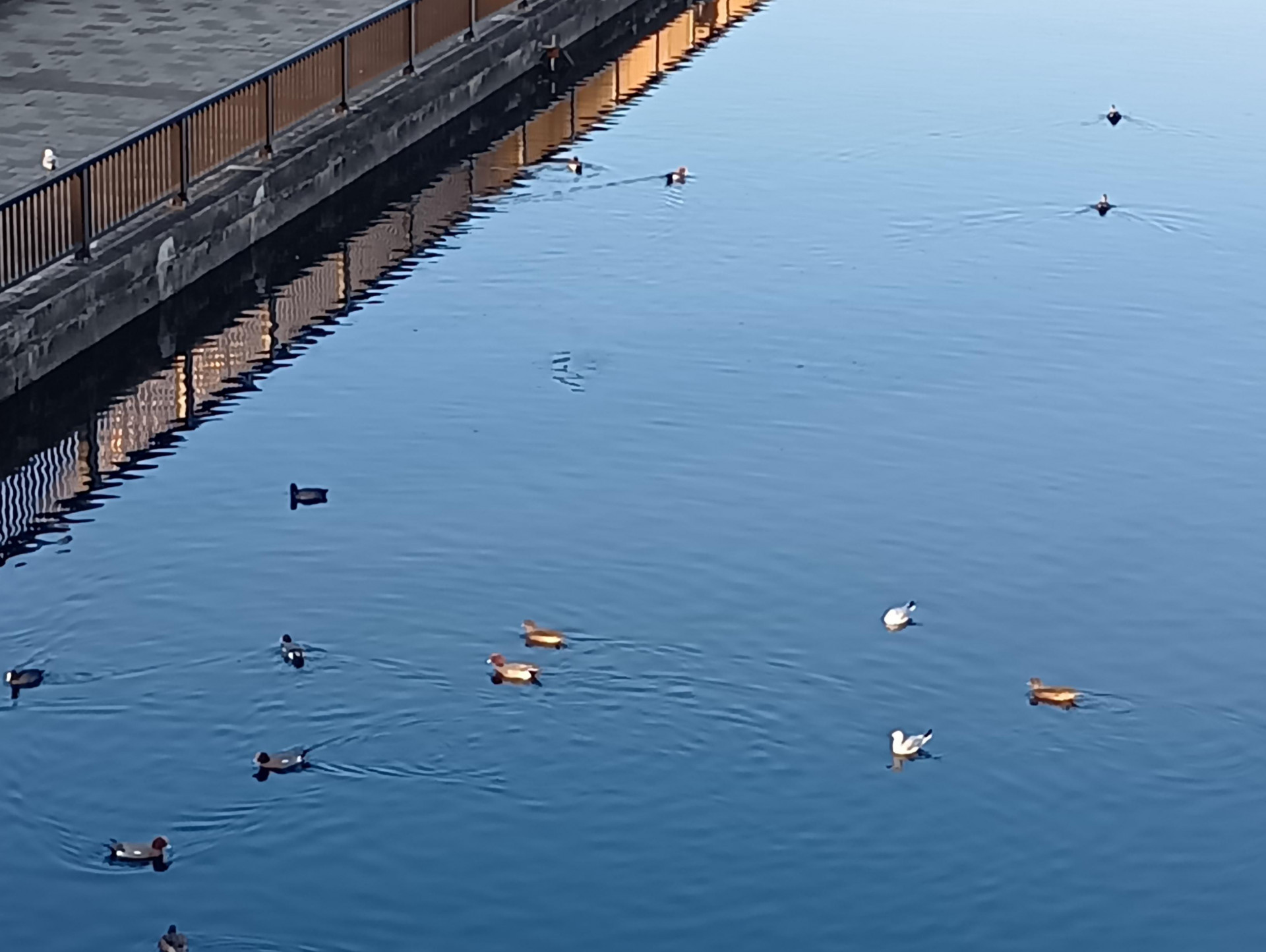 2026隅田川の水鳥2