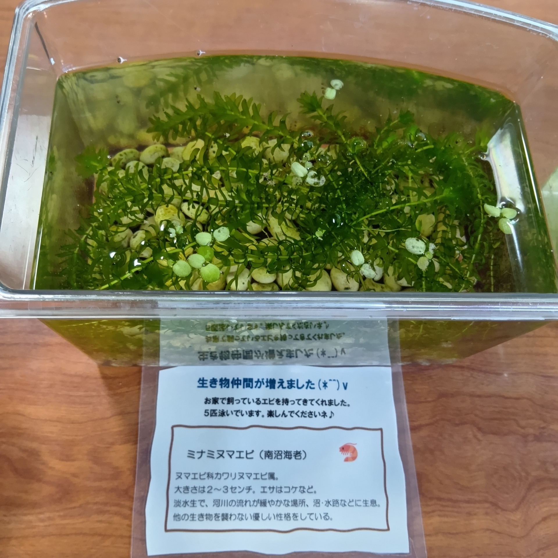 ミナミヌマエビ.JPG