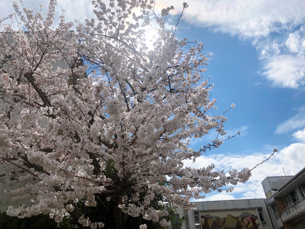 sakura