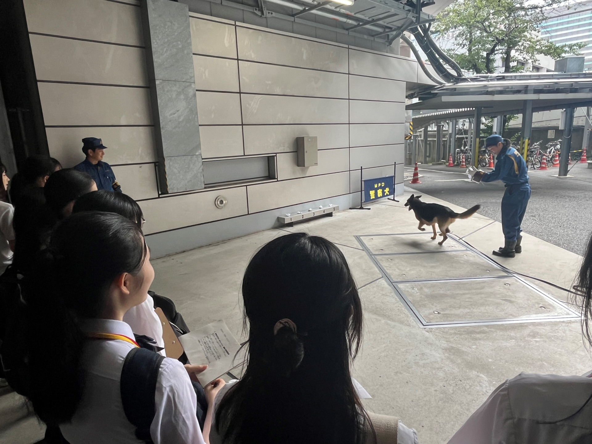 盲導犬