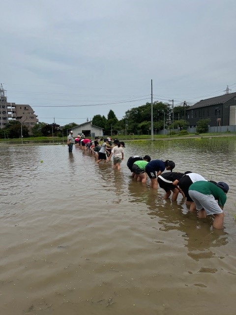 田植え外部