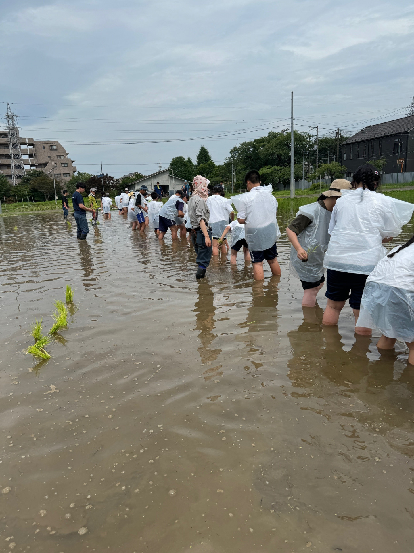 田植え２