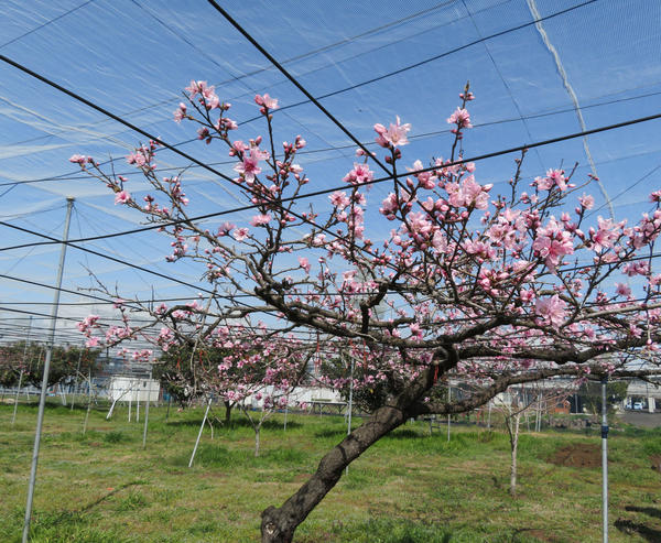 果樹園の桃.jpg