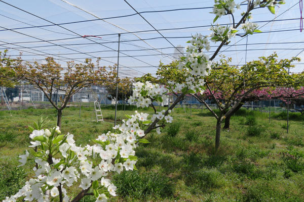 梨の花