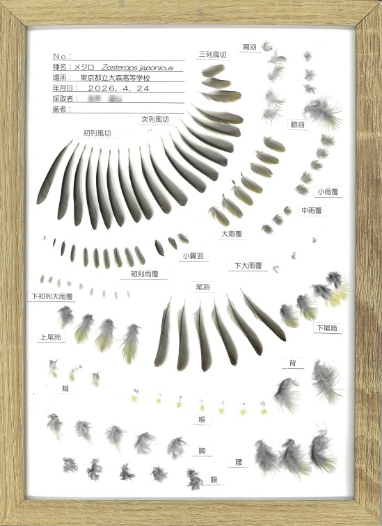 20260831_メジロ羽標本公開用