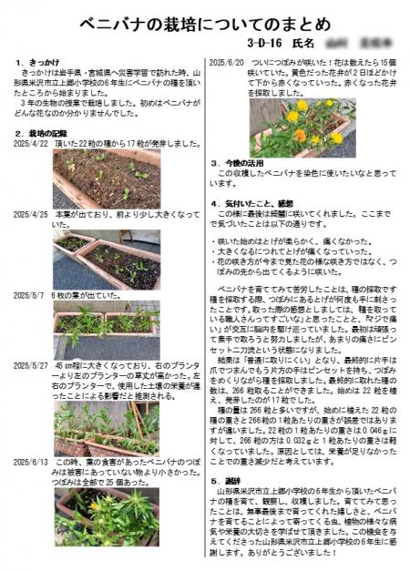 ベニバナ栽培ポスター