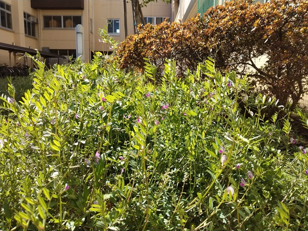 カラスノエンドウ