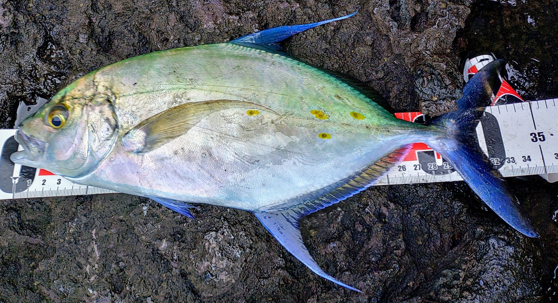 カスミアジ34cm.JPG