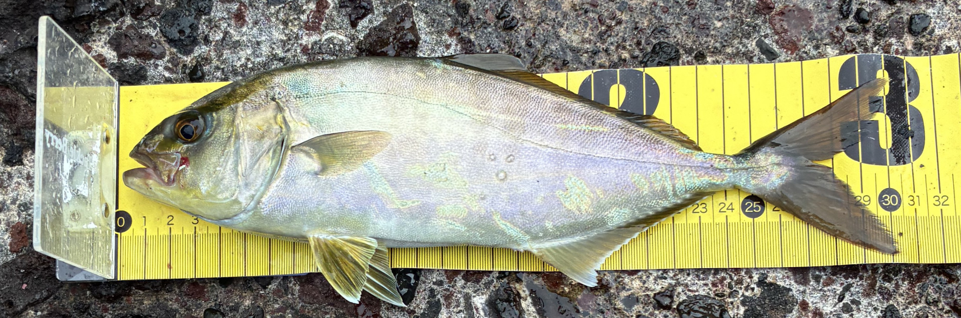 ショゴ(30cm)