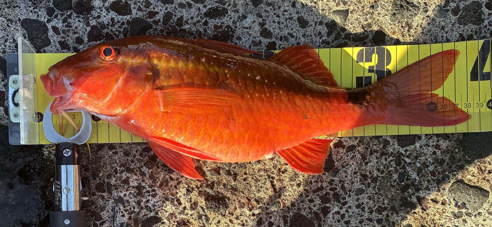 ヒメジ(38cm)
