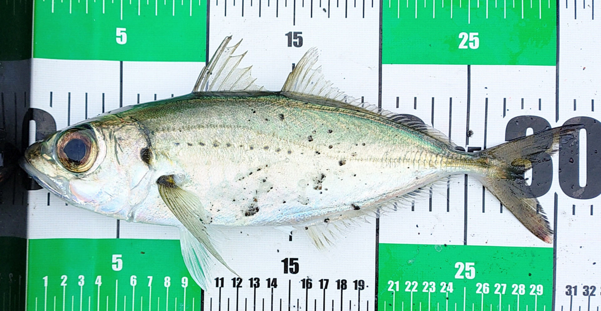 メアジ31.5cm.JPG