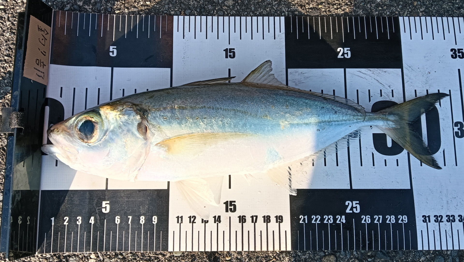 メアジ34cm