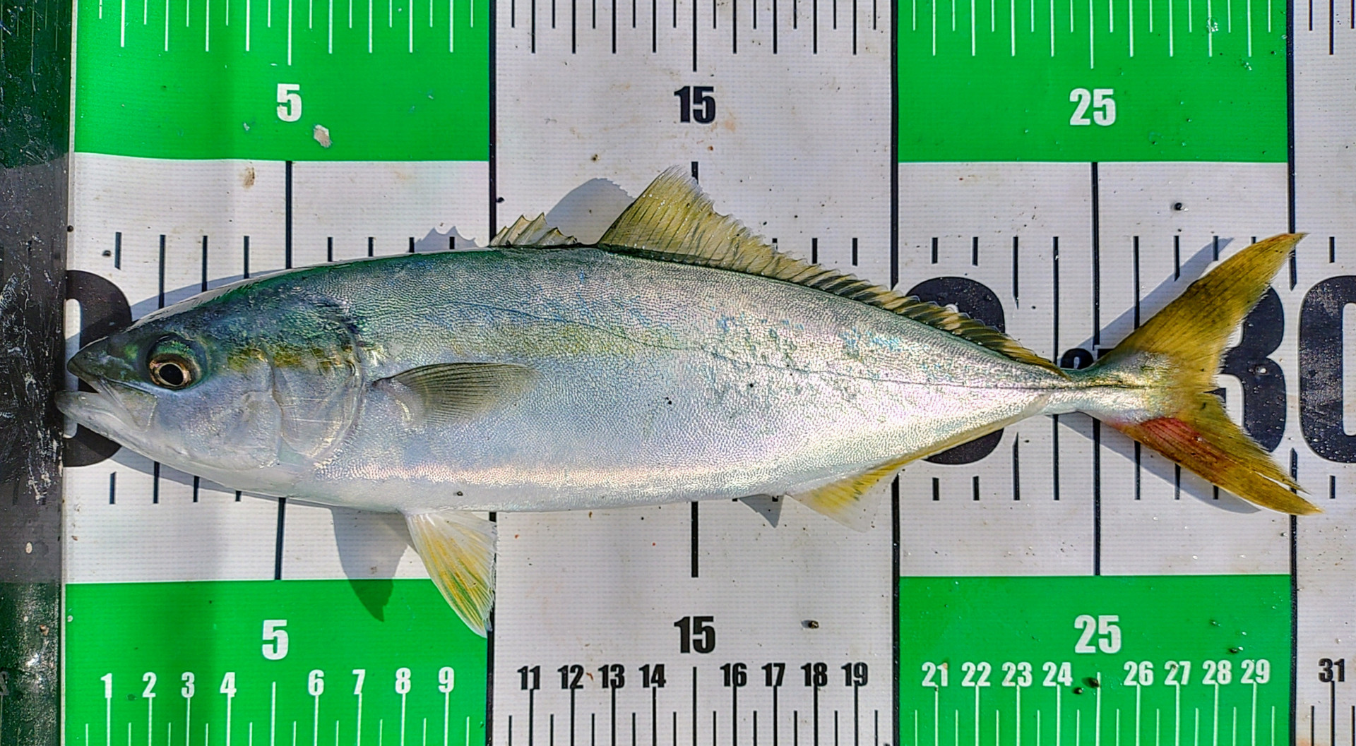 ワカシ30.5cm.JPG
