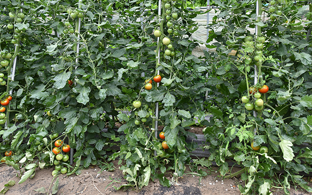 野菜農場の画像