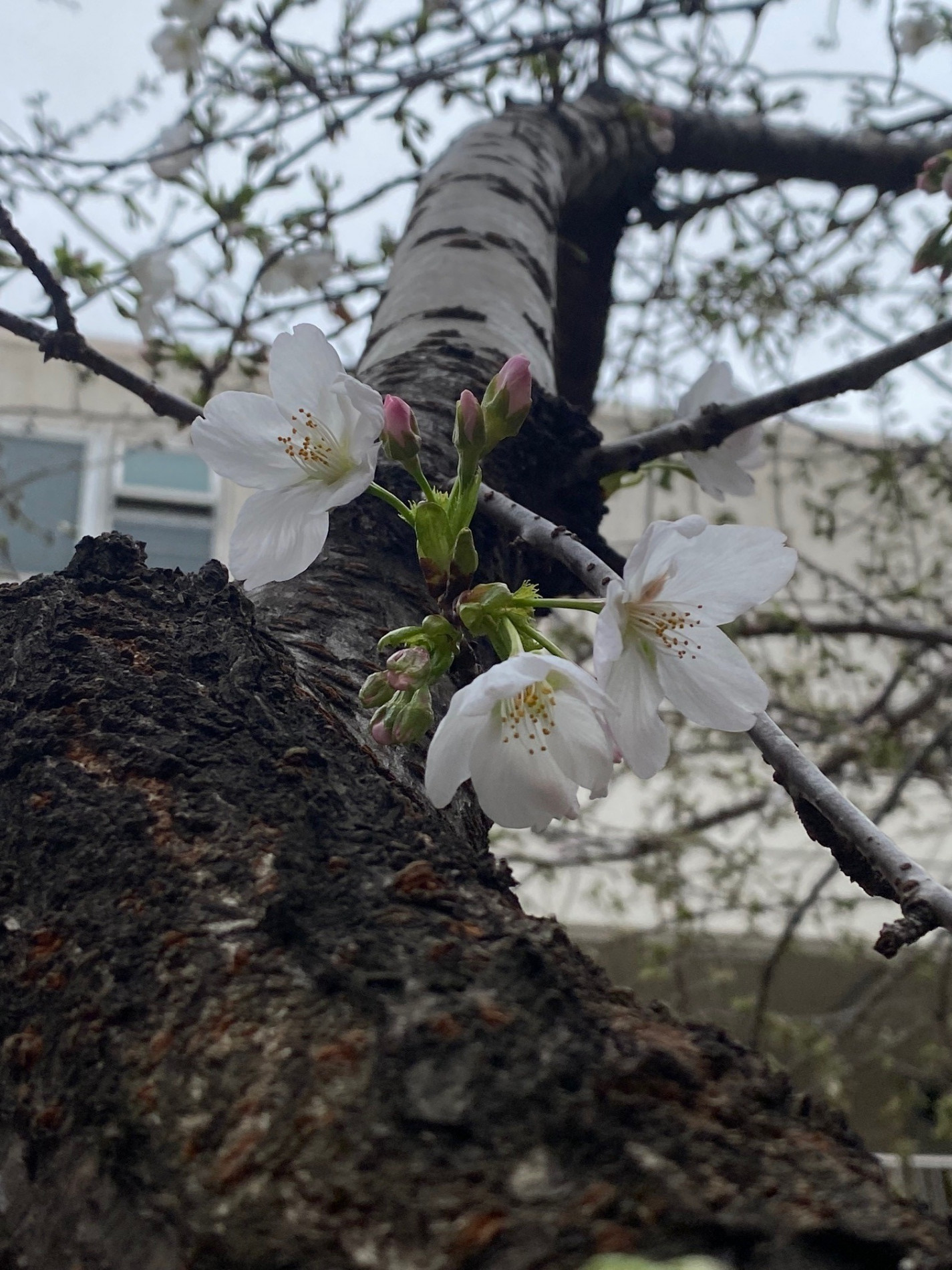 桜5