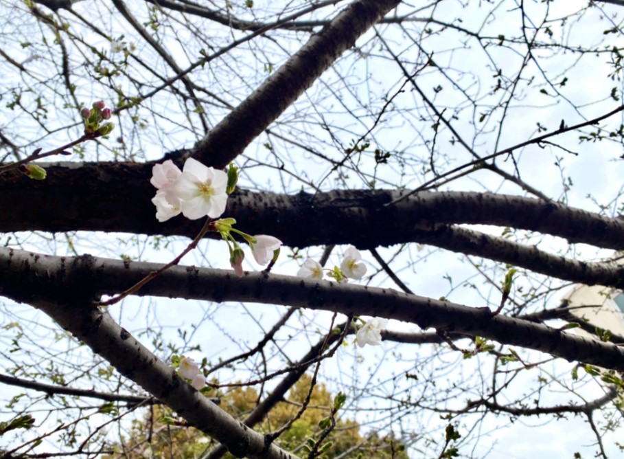 桜開花2