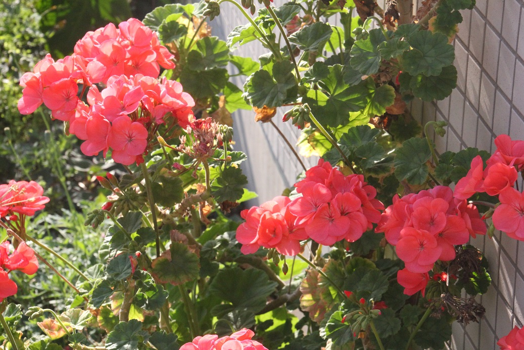 花IMG_8583.JPG