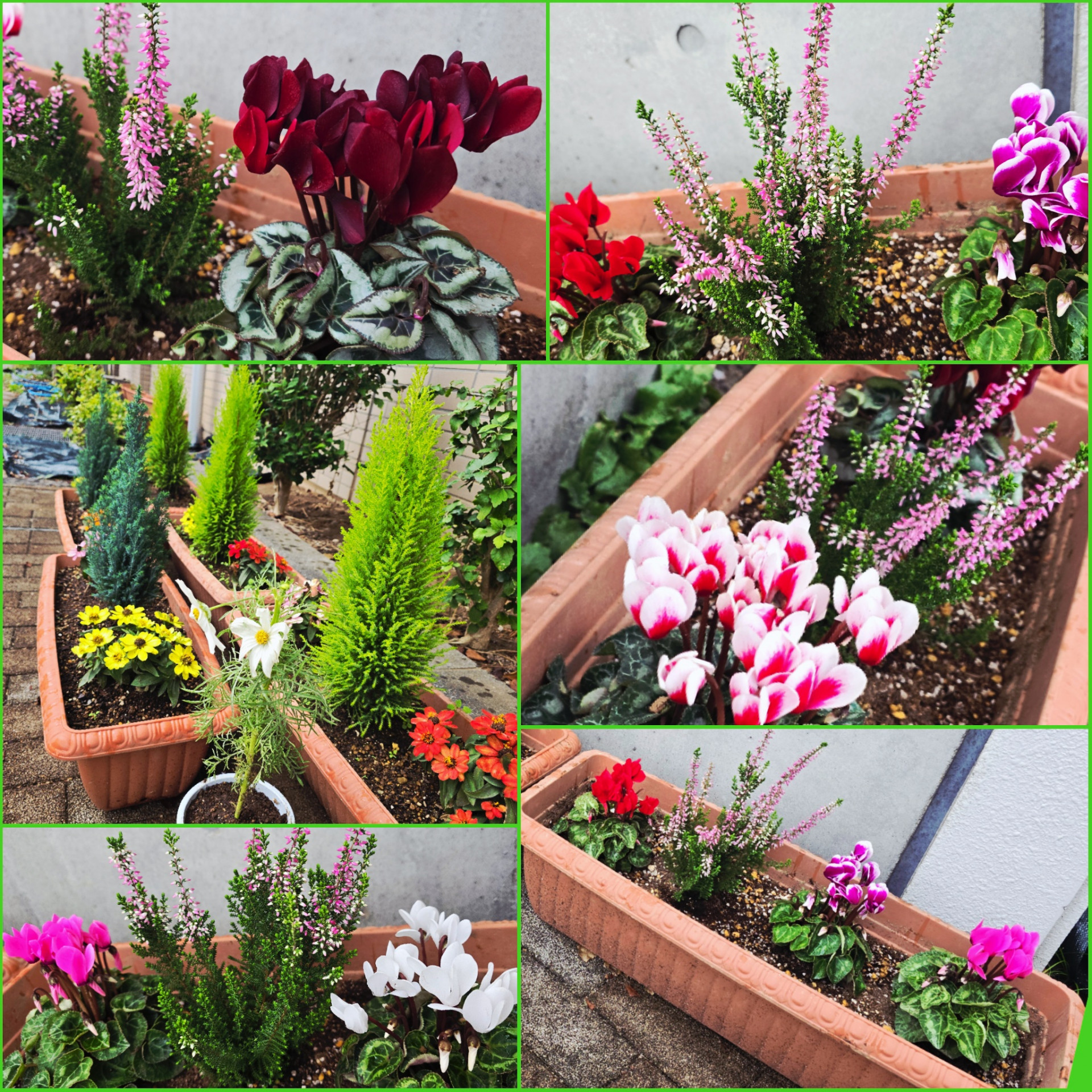 PhotoCollage_1762771020712