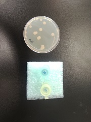 スターターセット