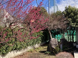 IMG_5034