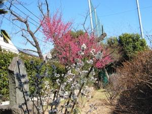 IMG_2909.JPG