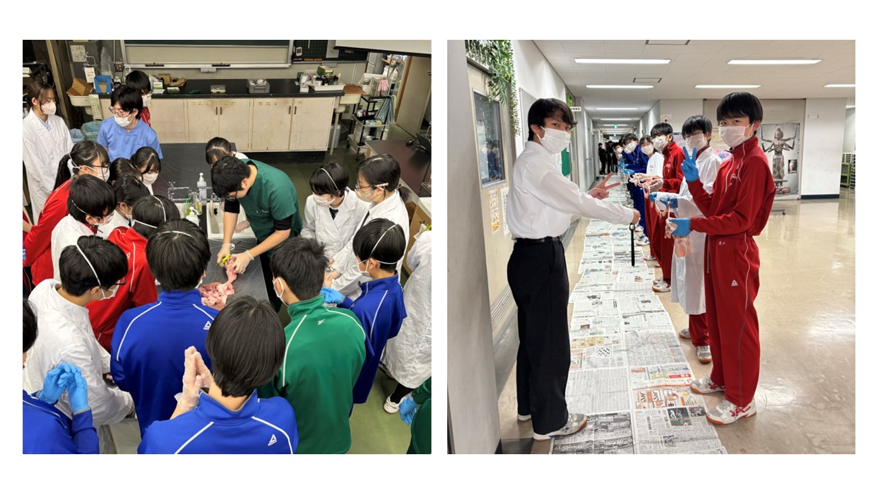 ブタの内臓観察HP用