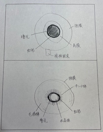 実験スケッチ2