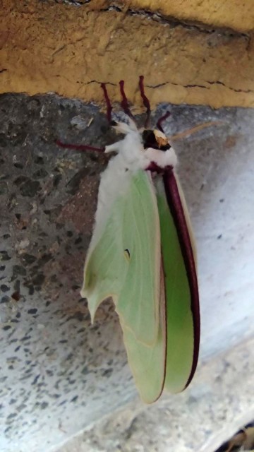 Actias_aliena1