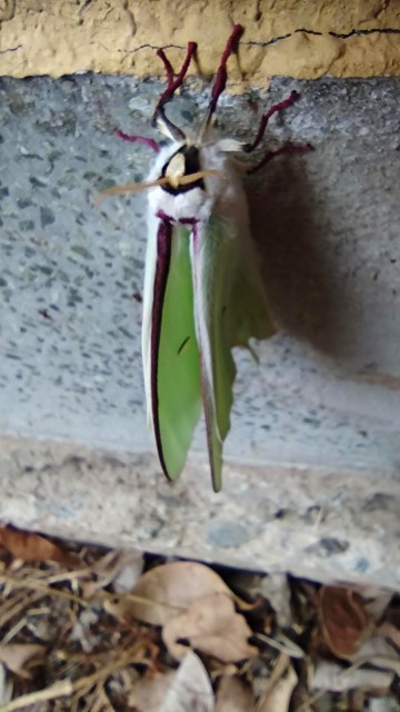 Actias_aliena2
