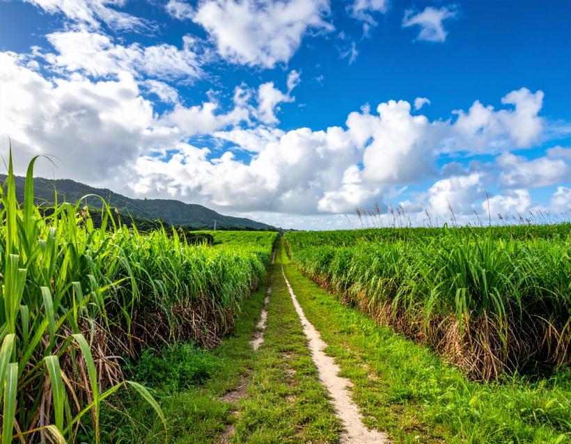 20251024_第2年次映画鑑賞教室_サトウキビ畑_横