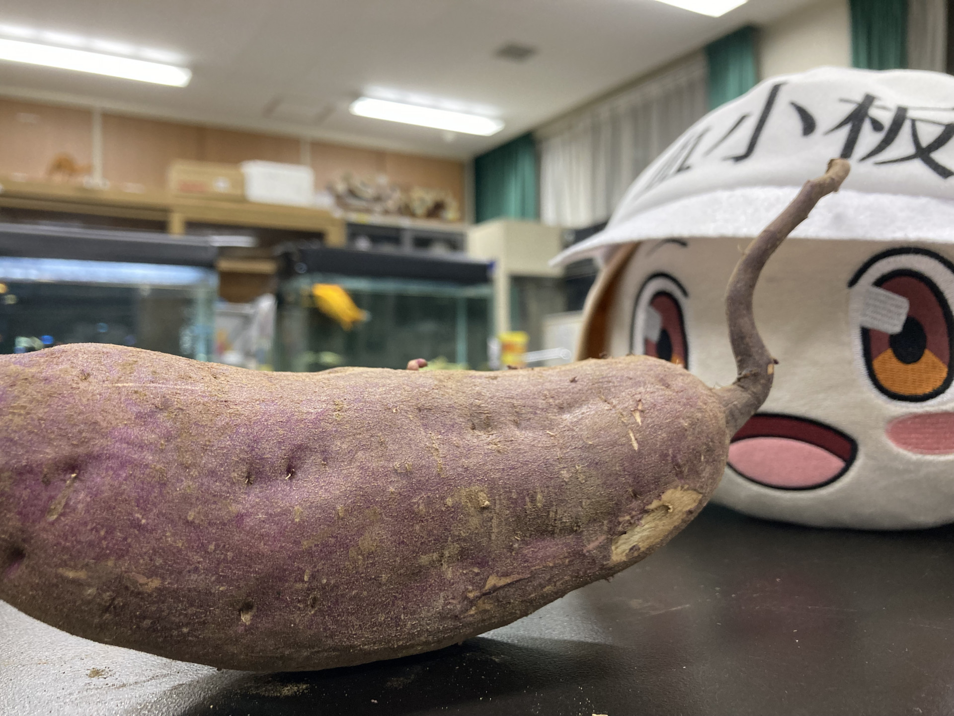 20241107生物部