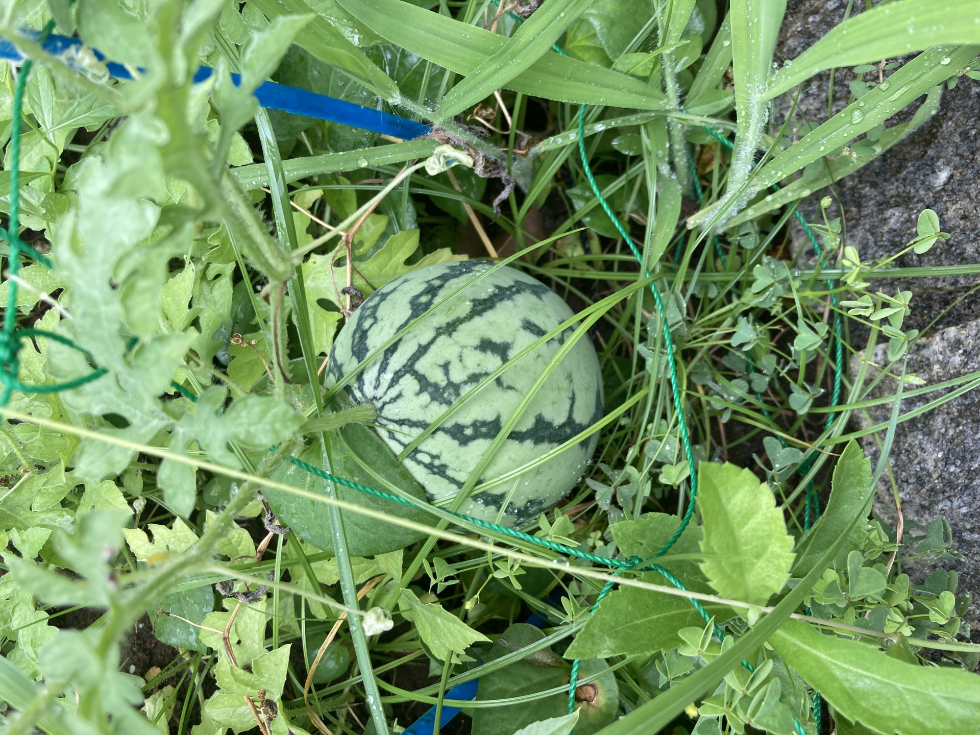 生物部