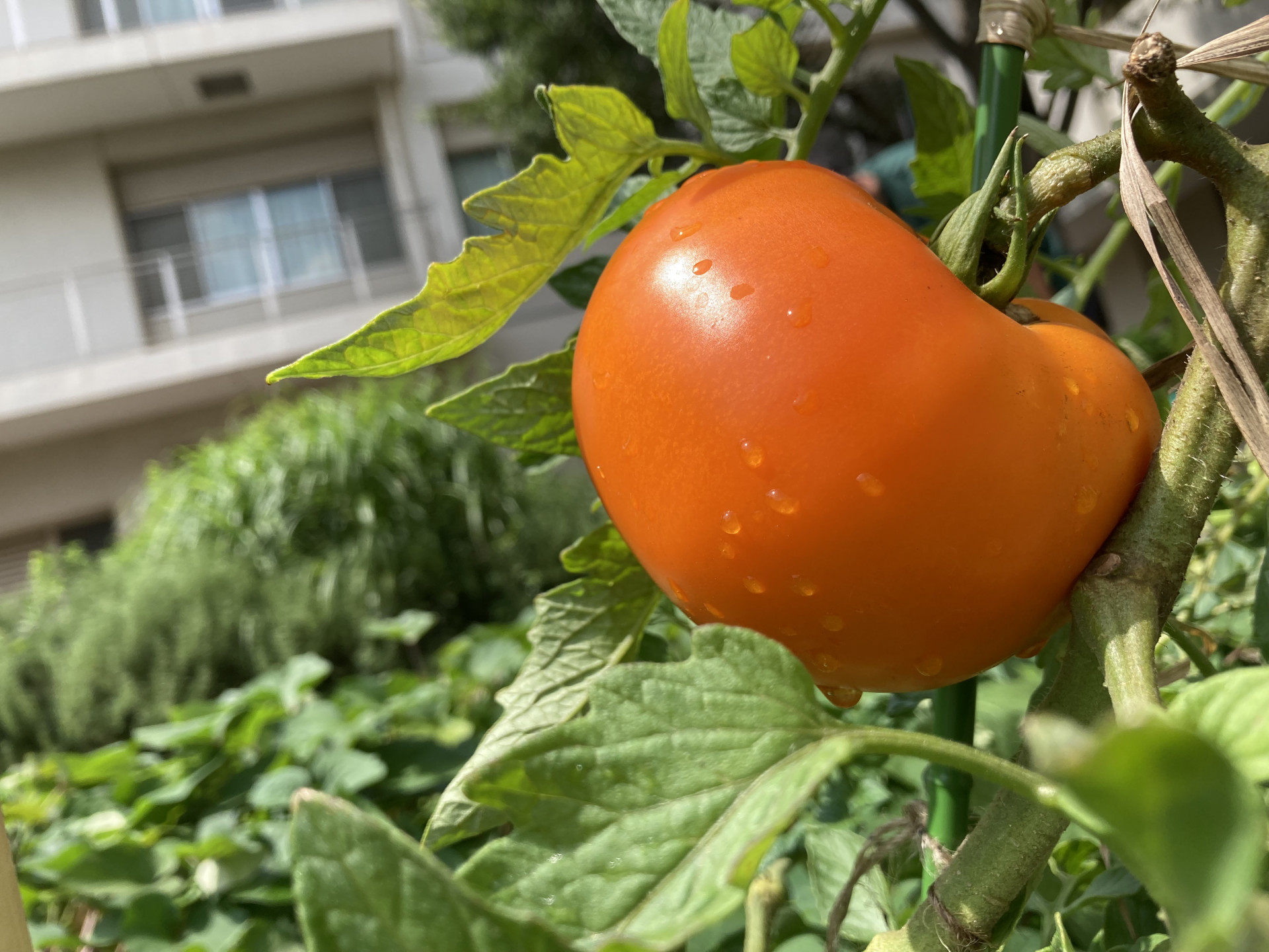 生物部