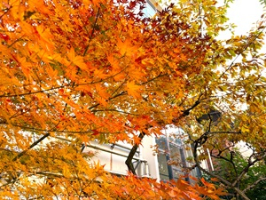 R7-カエデの紅葉