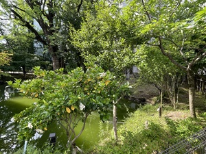 R7クチナシ2