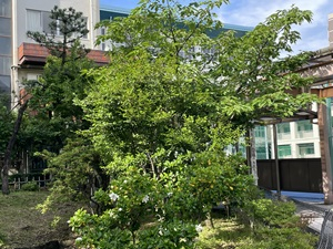 R7クチナシ3