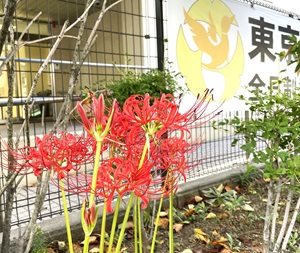 R7彼岸花